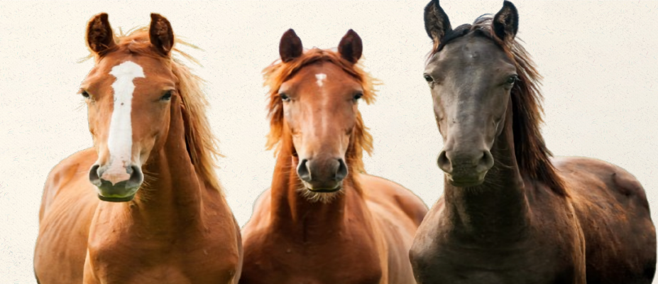 HorseWatch Meeting