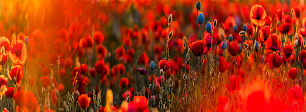 A Day of Reflection: Remembrance Sunday